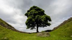 How a park ranger alerted the world to the Sycamore Gap tree's fate