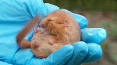 Dormouse 'dating agency' helps rare species thrive