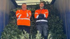 Christmas tree recycling raises record sums