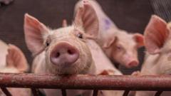 A pig in a hog farm