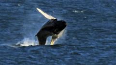 Humpback whales sighting draws crowds to Falmouth