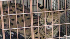 A serval in a metal cage
