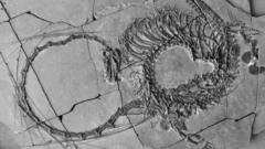 Fossil reveals 240 million year-old 'dragon'