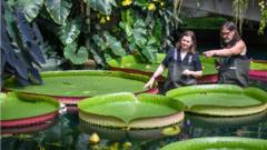 Waterlily in the Princess of Wales Conservatory