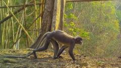 The Popa langur monkey has ghostly white circles around its eyes