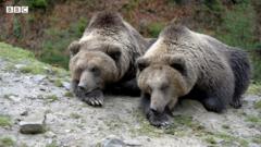 Ведмедів лікують від стресу на Закарпатті