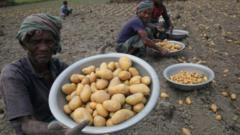 बांग्लादेशका आलु किसान