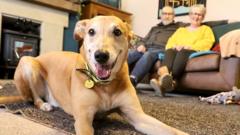 'Most unwanted' dog finds home after four years