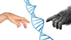 Рука человека, рука обезьяны и спираль ДНК.