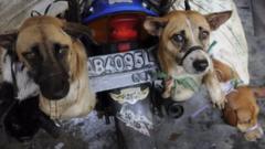 Korsel resmi larang perdagangan daging anjing, bagaimana di Indonesia?