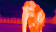elephant