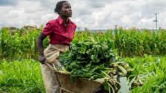 A generic shot of a Kenya vegetable farmer