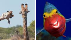 A composite image of a giraffe photo-bombing another giraffe and a smiley fish