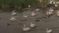 birds