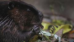 File photo of a beaver in Canada