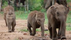 Baby elephants walk into the Udawalawe Elephant Transit Home to drink milk in Udawalawe, about 160 kilometers southeast of Colombo on August 24, 2019. The Elephant Transit Home in Udawalawe National Park was established in 1995 to rehabilitate orphaned or sick elephants and then release them back into the wild. The Wildlife Conservation Department has planned to conduct an island-wide census on wild elephants on the 13th and 14th of September 2019. The previous census of wild elephants was conducted by the Wildlife Department back in 2011 and the number of wild elephants in the country was calculated at 5879. (Photo by Sanka Vidanagama/NurPhoto via Getty Images)