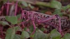 locust thumb