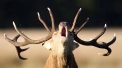Royal park visitors tried to break off deer antlers
