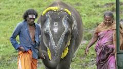 Брачни пар из Индије одгаја слонове без родитеља