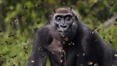 A photo of a gorilla closing its eyes as butterflies fly around it, in Central African Republic