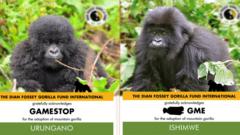 Adoption certificates for two different gorillas showing Gamestop, or their stock tag GME, as their sponsor.