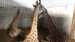 Three giraffes sitting down inside a bay with walls made of brick and corrugated material