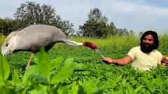 大约一年前，一名印度男子阿里夫在他的农场发现了一只受伤的赤颈鹤。现在他们成为最亲密的旅伴。