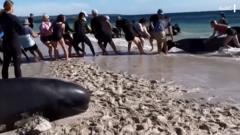 Watch: Rescuers rush to get stranded whales into the sea