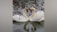 Watch: Swans make heart shape during courtship dance