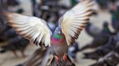 Pombo de asas abertas