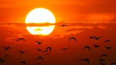 Stock photo of sun, clouds and birds in Thailand