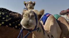 Фестиваль верблюдов в Саудовской Аравии, лето 2021 года