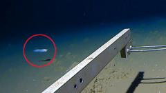 Deepest fish