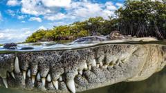 Un cocodrilo rodeado de manglares en los Jardines de la Reina en Cuba.