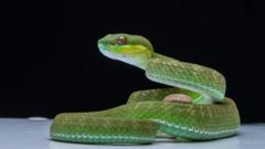 A green snake