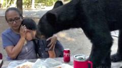 Bear eats picnic at Mexican park