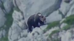 இரண்டு கரடிகளுக்கு இடையிலான கடும் சண்டை