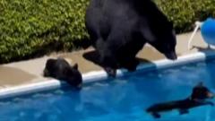 Медведи в бассейне