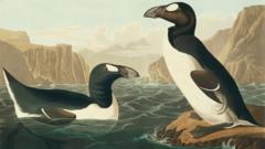 Artwork depicting the great auk (c) Science Photo Library
