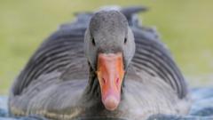 Your photos: Bluebells, birds - and a Dalek