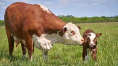 Why Rural Crime Data Lies and What Farmers are Actually Up Against