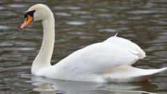 Swans injured by schoolchildren along canal