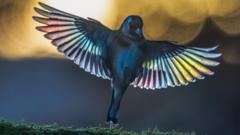 Photographer spends decade capturing back garden wildlife