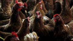 Bird flu outbreak confirmed in Scotland with protection zone in place