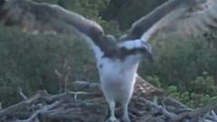 Watch: Nature reserve's first osprey chick in nest