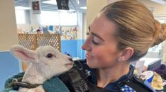 Police look for owner of mystery lamb