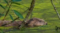 Beavers have helped reduce flood risk, experts say
