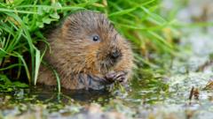 'Squashed poo' a sign of water voles' success