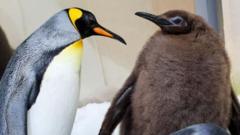 Meet Pesto: The fat baby penguin and viral superstar