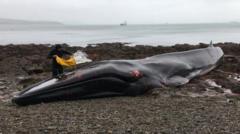 More whales are stranding. Now more people are needed to help them